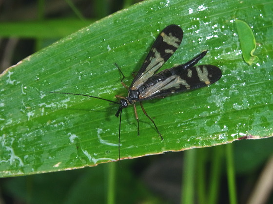 Panorpa tsushimaensis