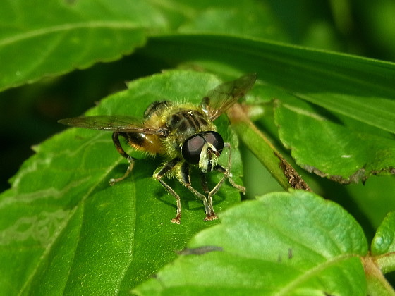 Mallota takasagensis