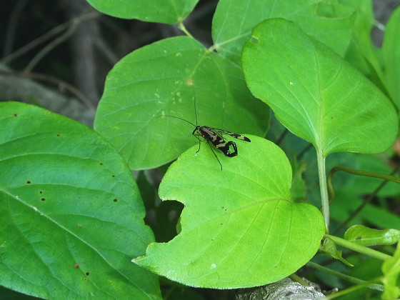 Panorpa tsushimaensis