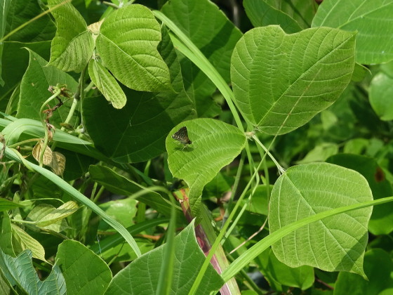 Aeromachus inachus
