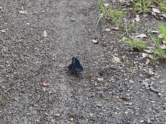 ミヤマカラスアゲハ