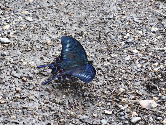 Papilio maackii