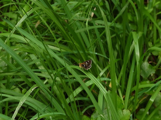 Isoteinon lamprospilus