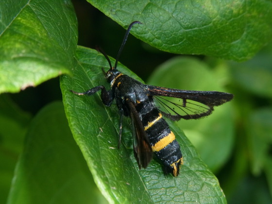Nokona pernix