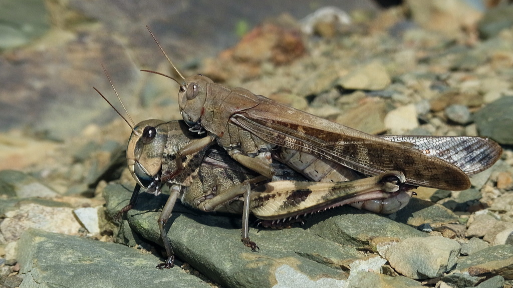 トノサマバッタ標本（黒化型） トノサマバッタ（黒） | 南信州 長野県