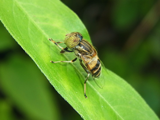 キゴシハナアブ♀