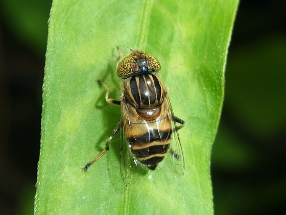 キゴシハナアブ♀