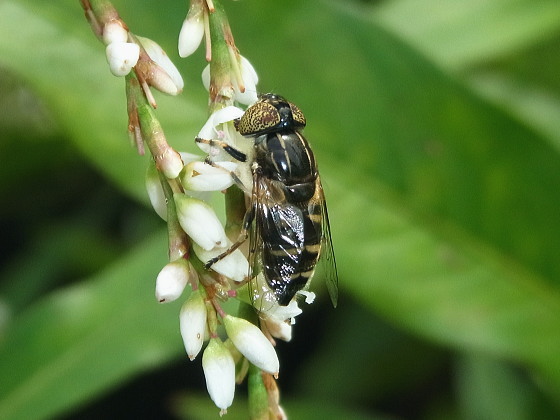 ホシメハナアブ♀