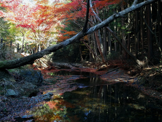 舟志の紅葉