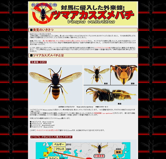 ツマアカスズメバチ