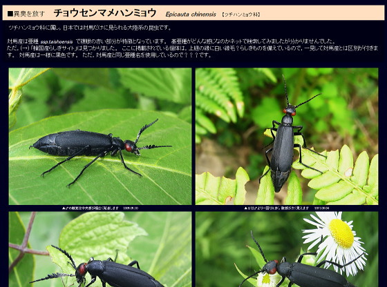 チョウセンマメハンミョウ