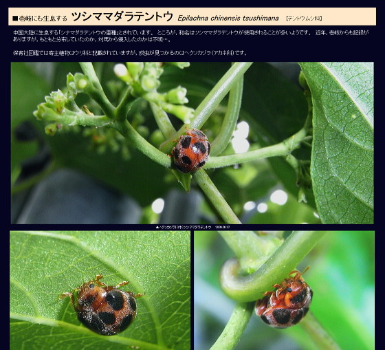 ツシママダラテントウ