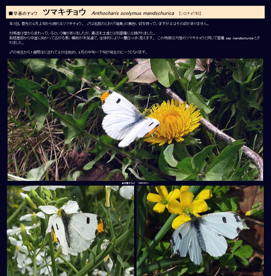 ツマキチョウ