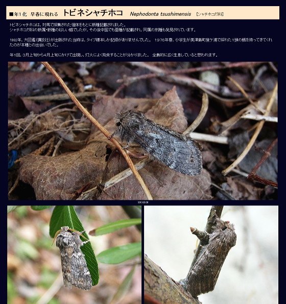 トビネシャチホコ
