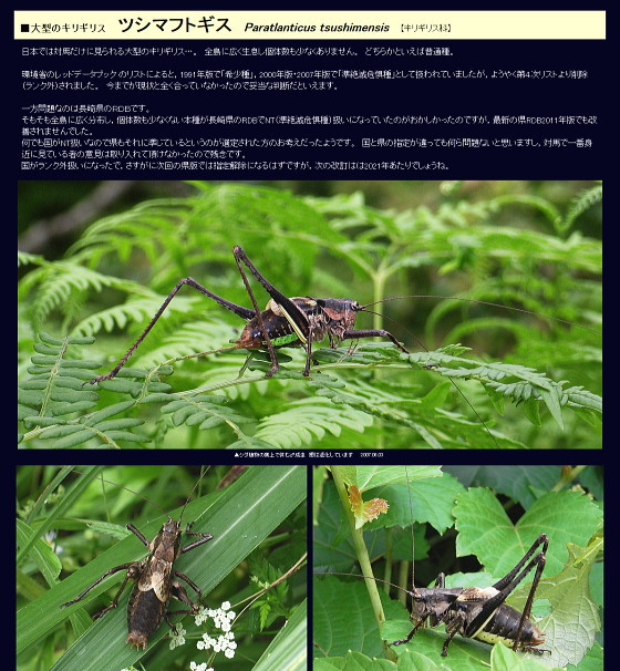 ツシマフトギス