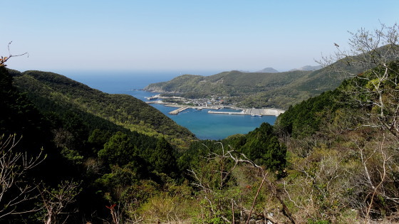 浅藻