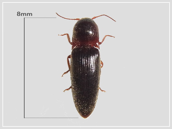 コメツキムシの一種→ （追記）クチブトコメツキ対馬亜種 | 虫