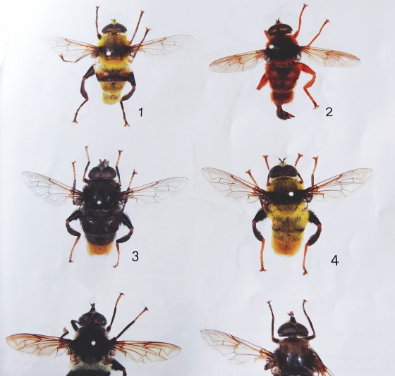 HIROOKA et al.: Revision of the Flower Fly Genus Mallota Meigen, 1822 from Japan. JJSE 21(2):2015