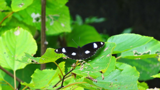 奦奦饵