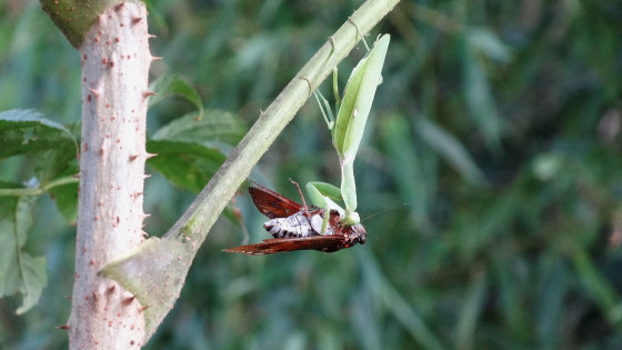 ハラビロカマキリ アブラゼミを喰らう