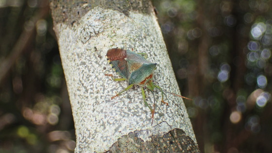 セアカツノカメムシ