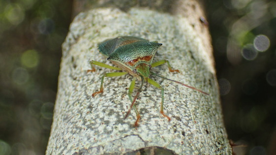 セアカツノカメムシ
