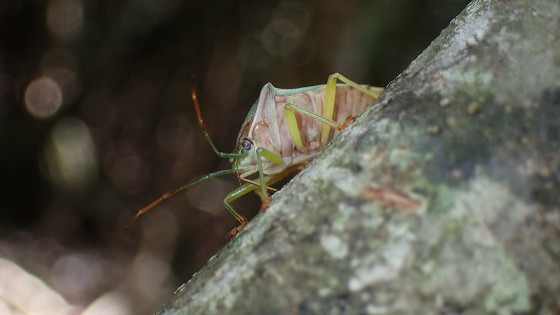セアカツノカメムシ