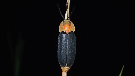 アキマドボタル♂