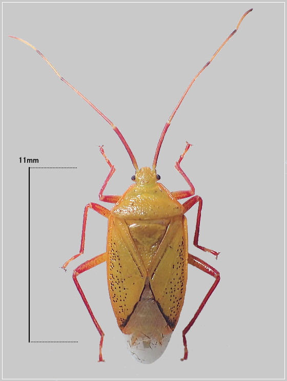 クヌギカメムシの一種?