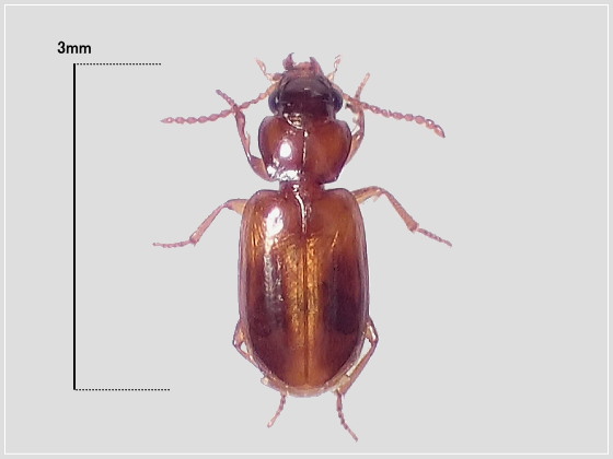 ミリ虫-27 ミズギワゴミムシの一種?