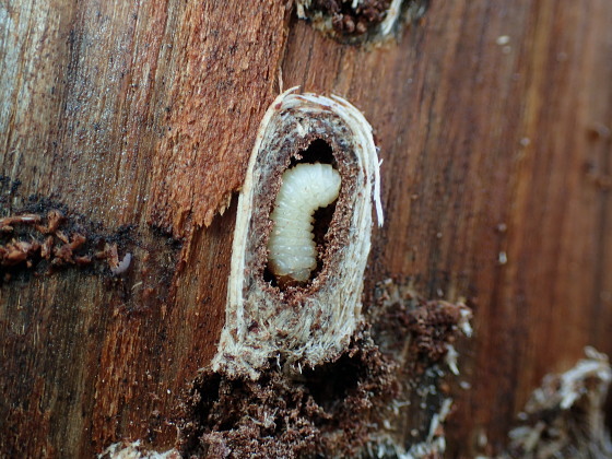 カミキリムシの幼虫