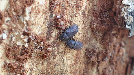 カブトゴミムシダマシ