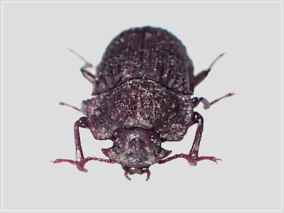 カブトゴミムシダマシ