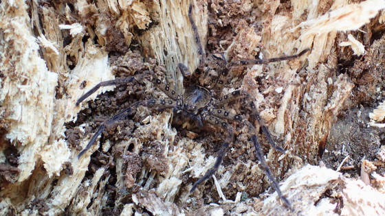 アシダカグモの一種?