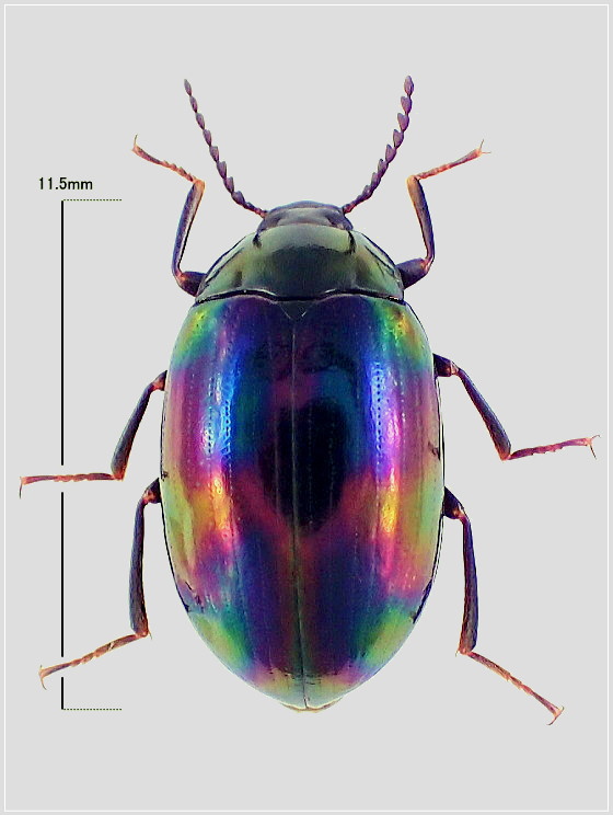 フトナガニジゴミムシダマシ