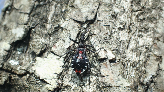 ヨコヅナサシガメ 終齢幼虫