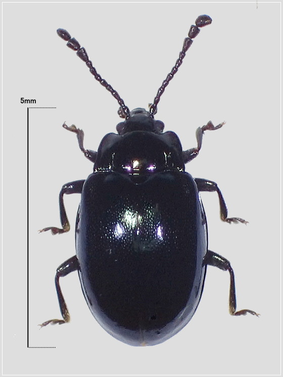 ルリテントウダマシ