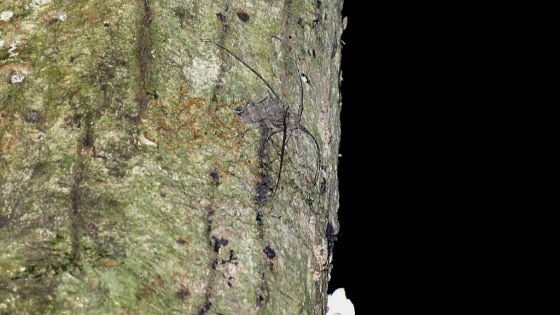 セダカコブヤハズカミキリ対馬亜種