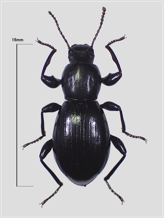 ツシマトゲヒサゴゴミムシダマシ | 虫つれづれ＠対馬v2