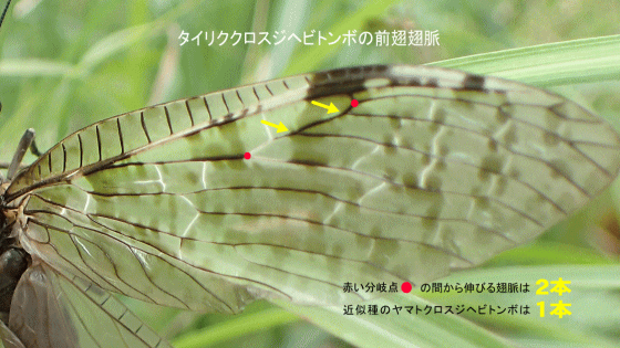 タイリククロスジヘビトンボの前翅翅脈