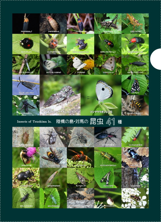クリアファイル 陸橋の島・対馬の昆虫41種