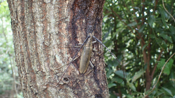 ミヤマカミキリ