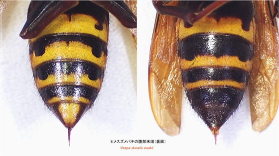 ヒメスズメバチ腹部末端