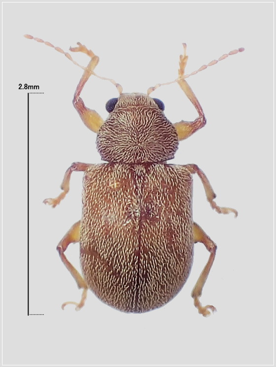 カサハラハムシの仲間