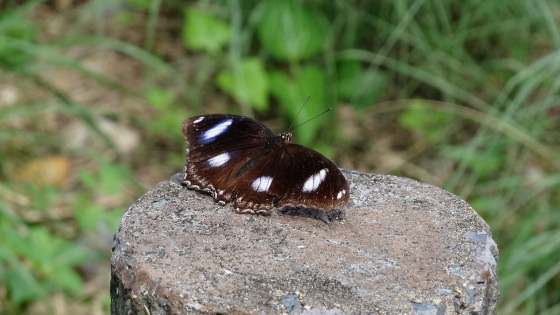 奦奦饵