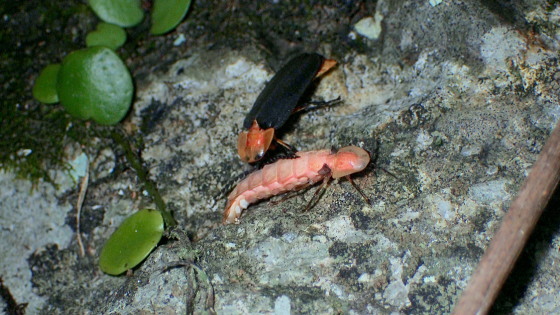 アキマドボタルの求愛行動