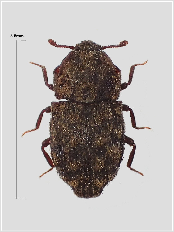 ミリ虫-53 ツシマヨコミゾコブゴミムシダマシ | 虫つれづれ＠対馬v2