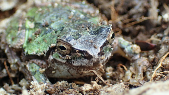 ニホンアマガエル