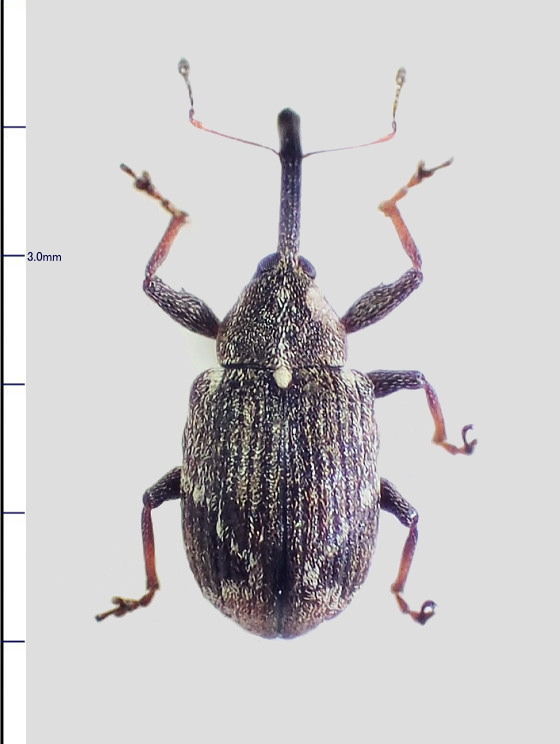 メタリックカラーが美しいゾウムシ【標本】 - メルカリ