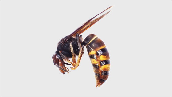 ツマアカスズメバチ 越冬女王バチ